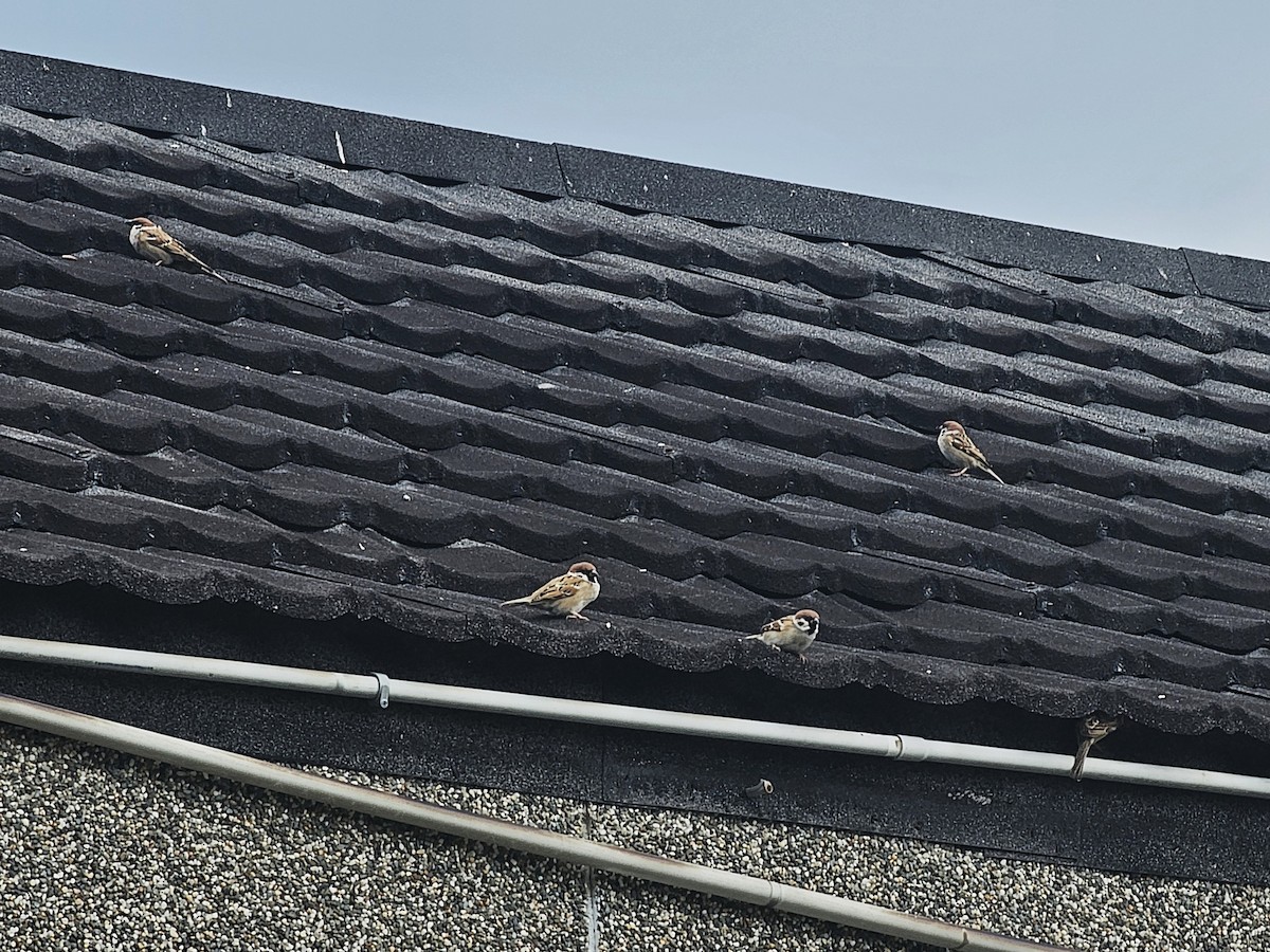 pilfink - ML645827884