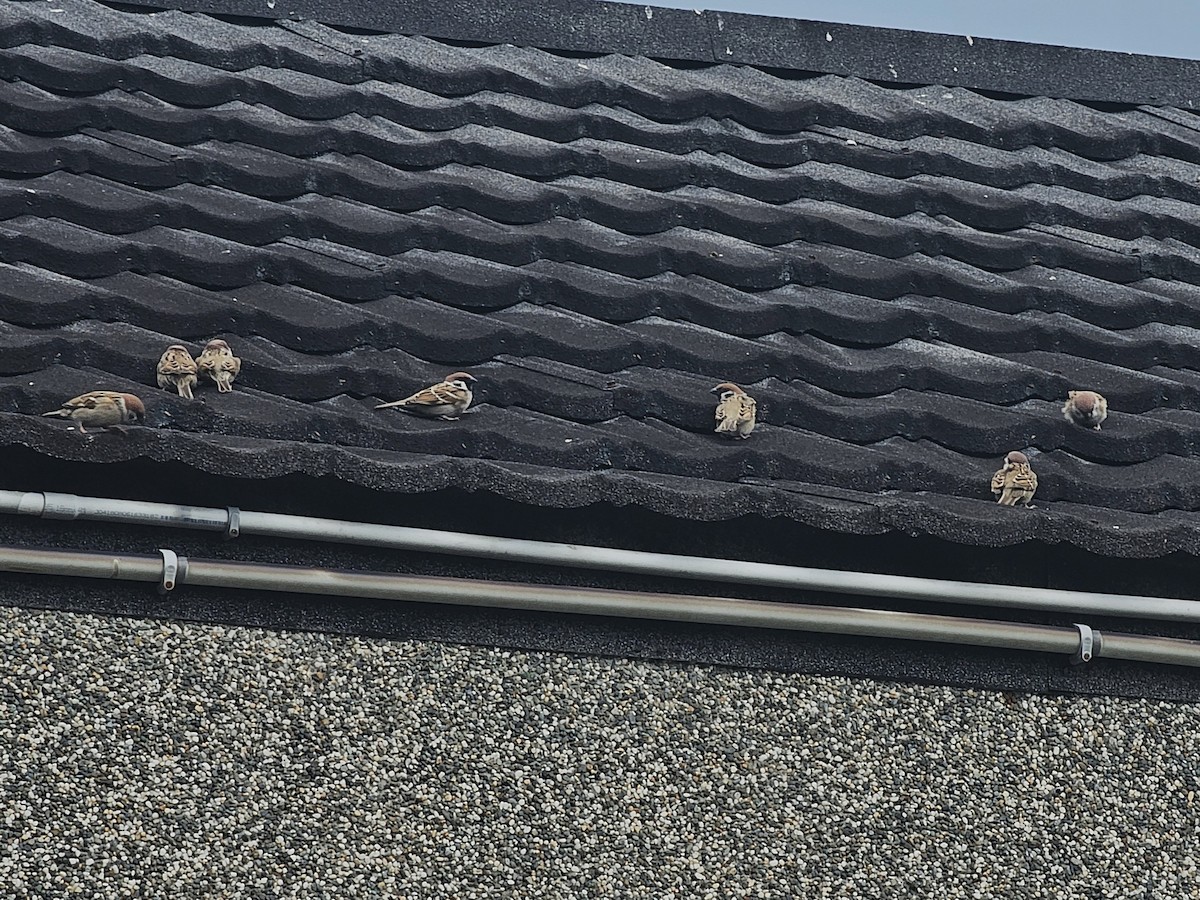 pilfink - ML645827885