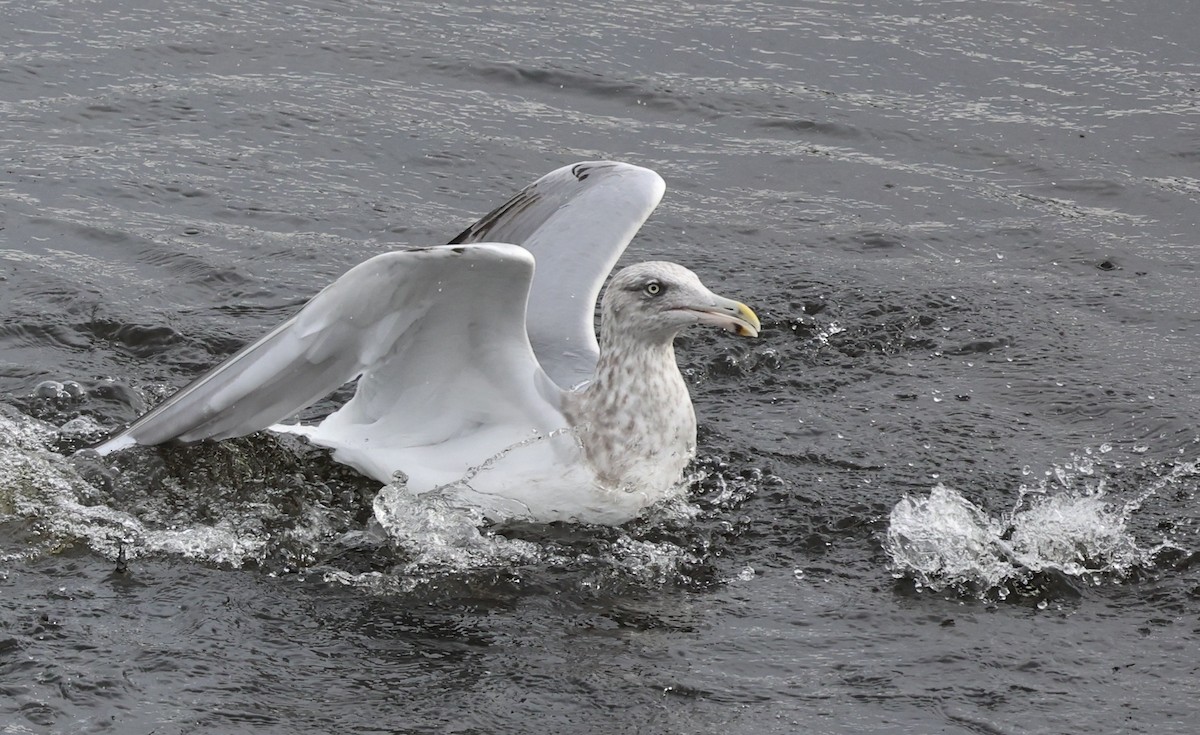 amerikagråmåke - ML645827886