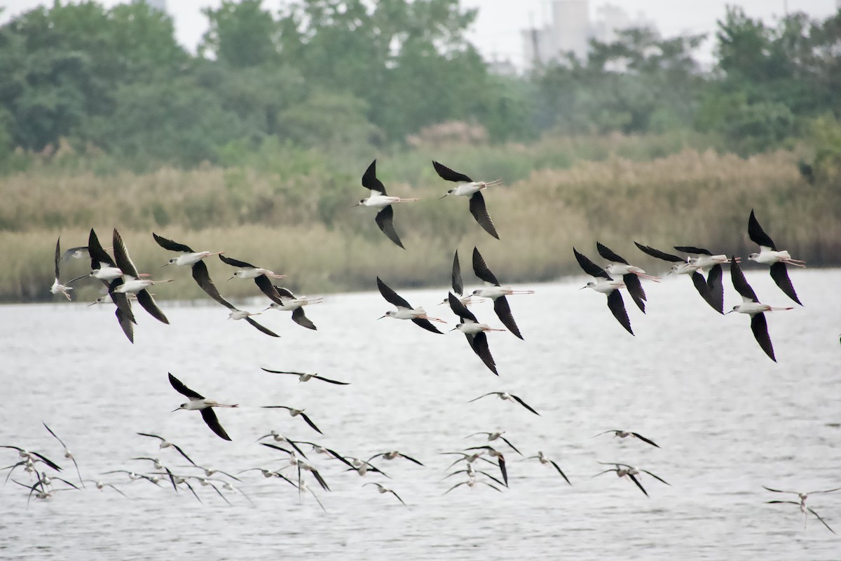 stylteløper - ML645827887