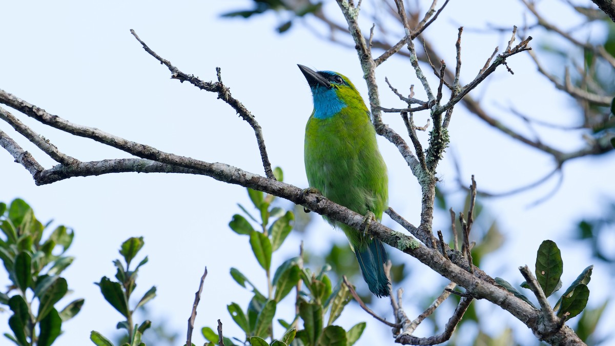 Golden-naped Barbet - ML645827891