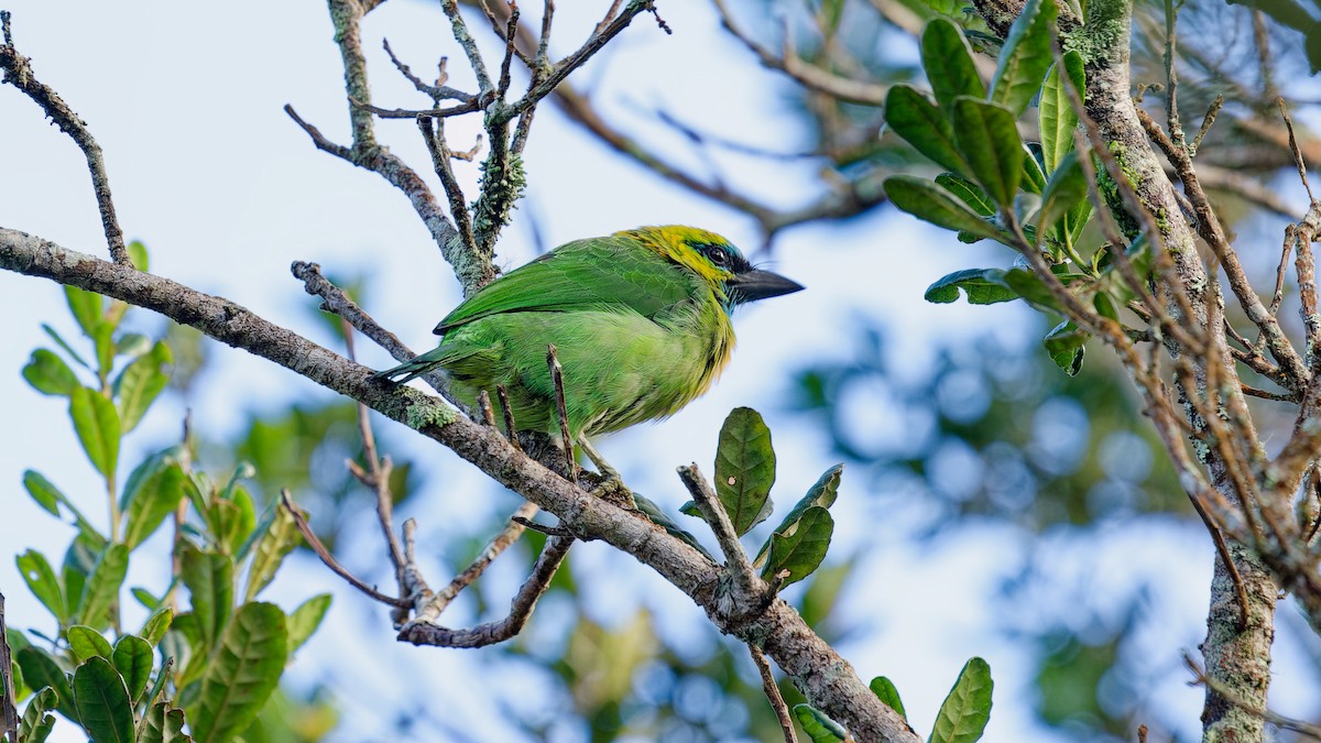 Golden-naped Barbet - ML645827897