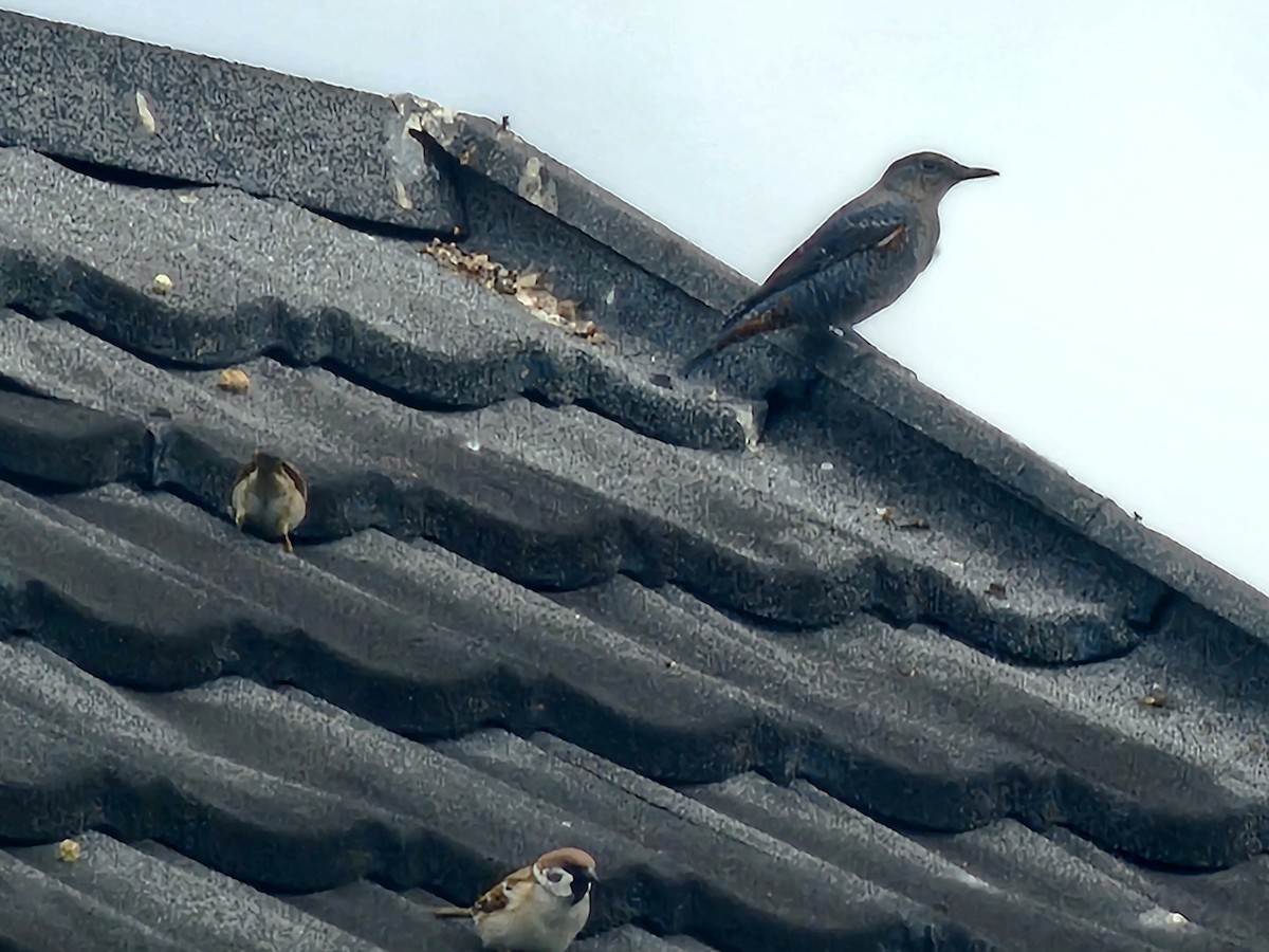 Ağaç Serçesi - ML645827906