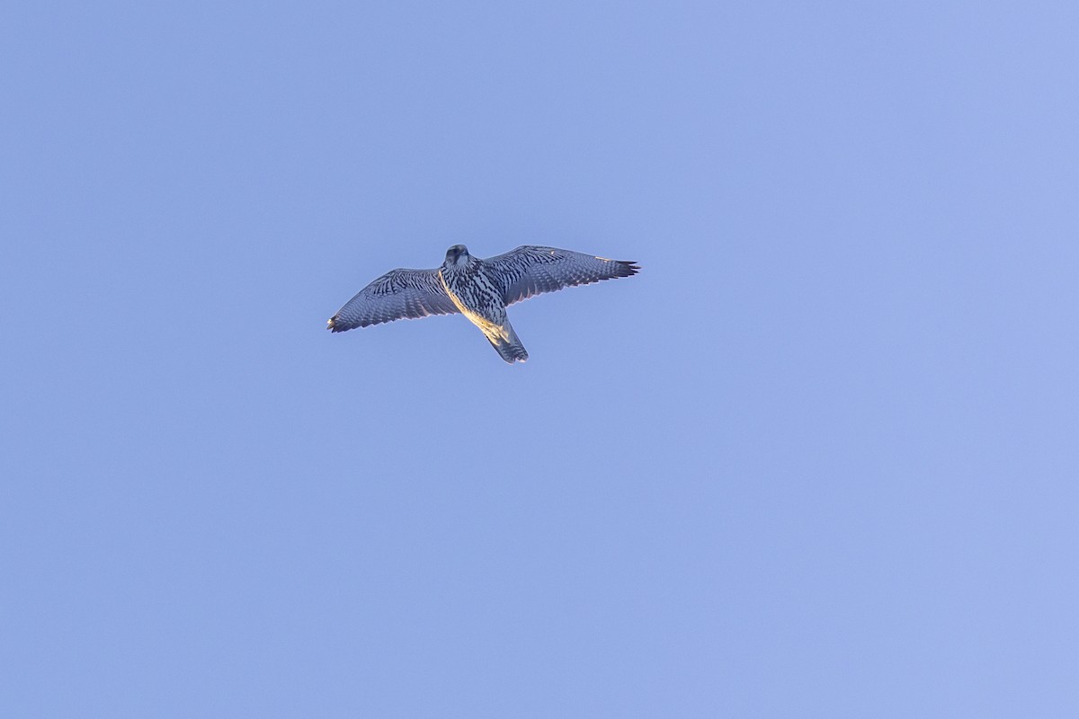 Gyrfalcon - ML645827919