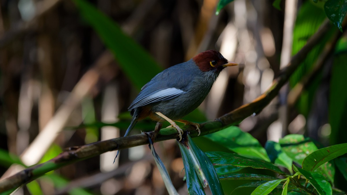 Chestnut-hooded Laughingthrush - ML645827924