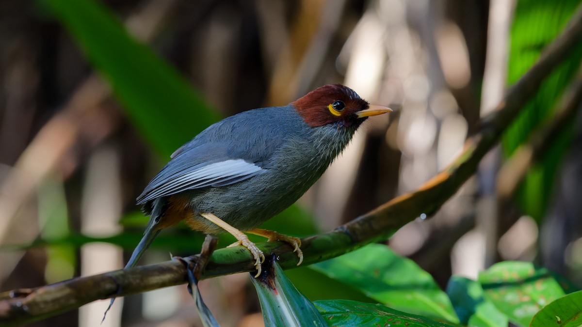 Chestnut-hooded Laughingthrush - ML645827925