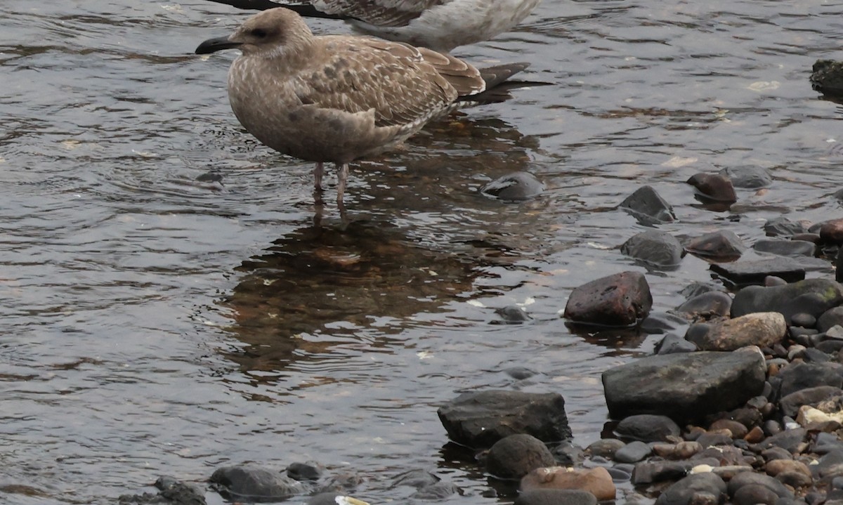 gull sp. - ML645827929