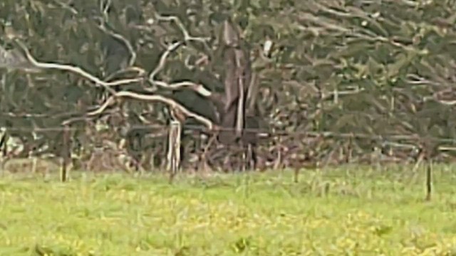 Short-eared Owl (Hawaiian) - ML645827936