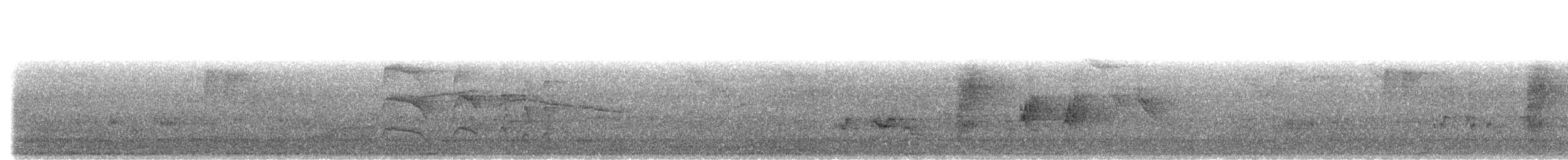 Drongo Cenizo (leucogenis) - ML645827945