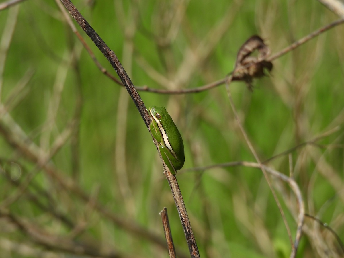 Green Treefrog - ML645827962
