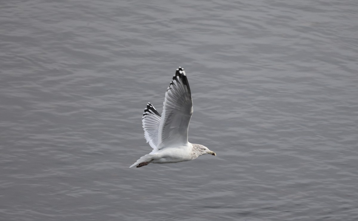 Kaio hauskara amerikarra - ML645827985