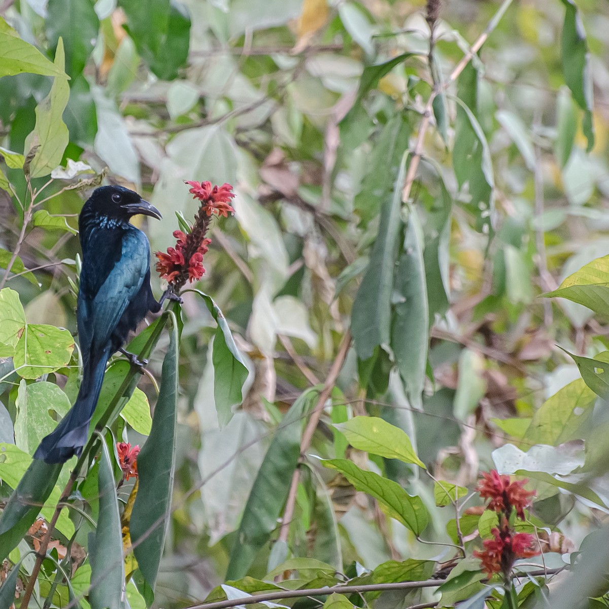 Hair-crested Drongo - ML645827994