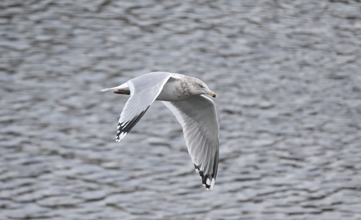 Kaio hauskara amerikarra - ML645827995