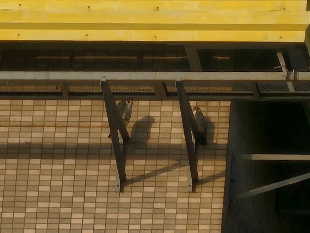 sokol stěhovavý - ML645828003