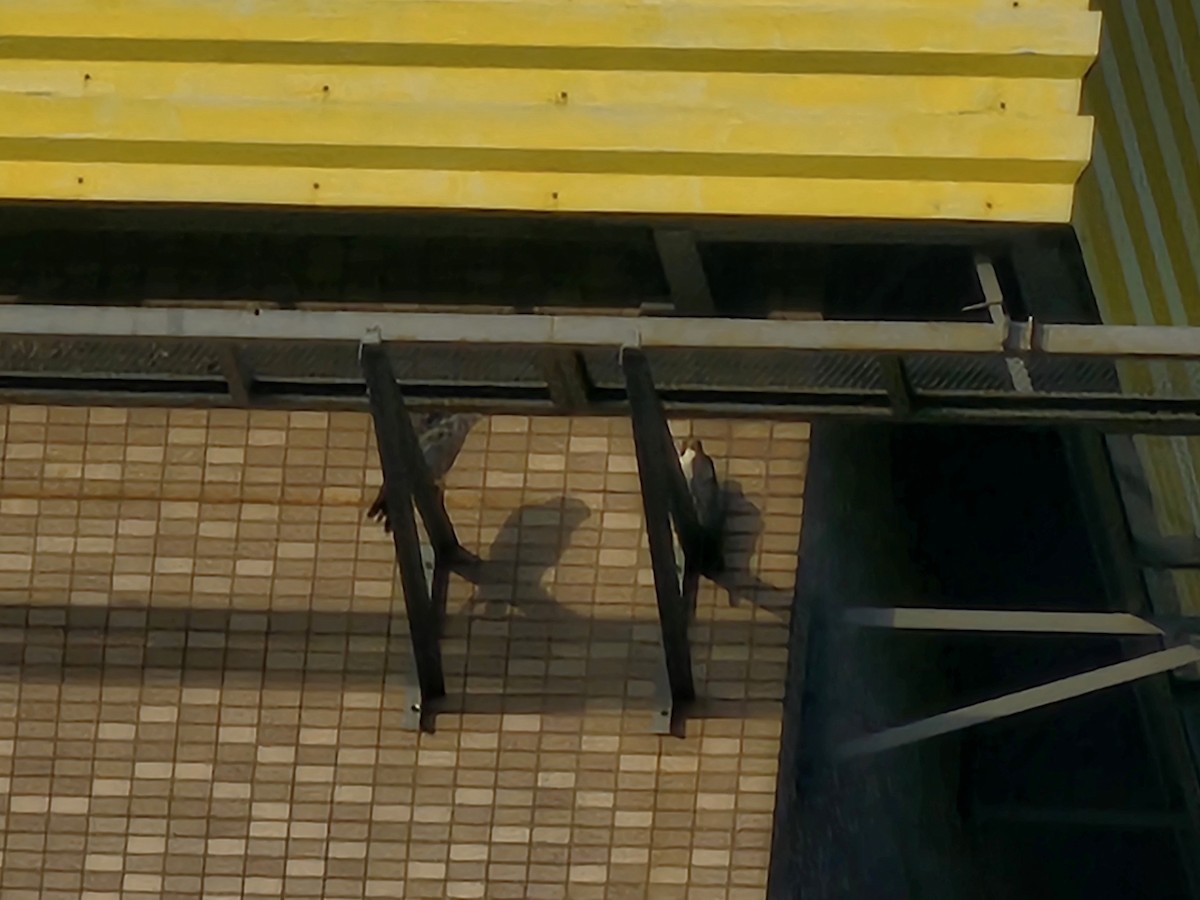 sokol stěhovavý - ML645828004