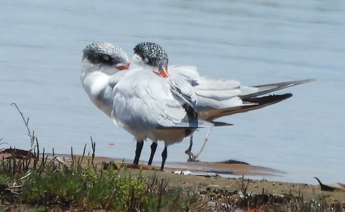 Caspian Tern - ML645828006