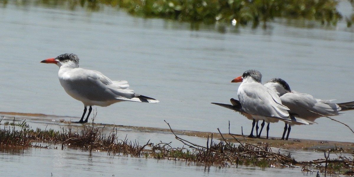 Caspian Tern - ML645828007