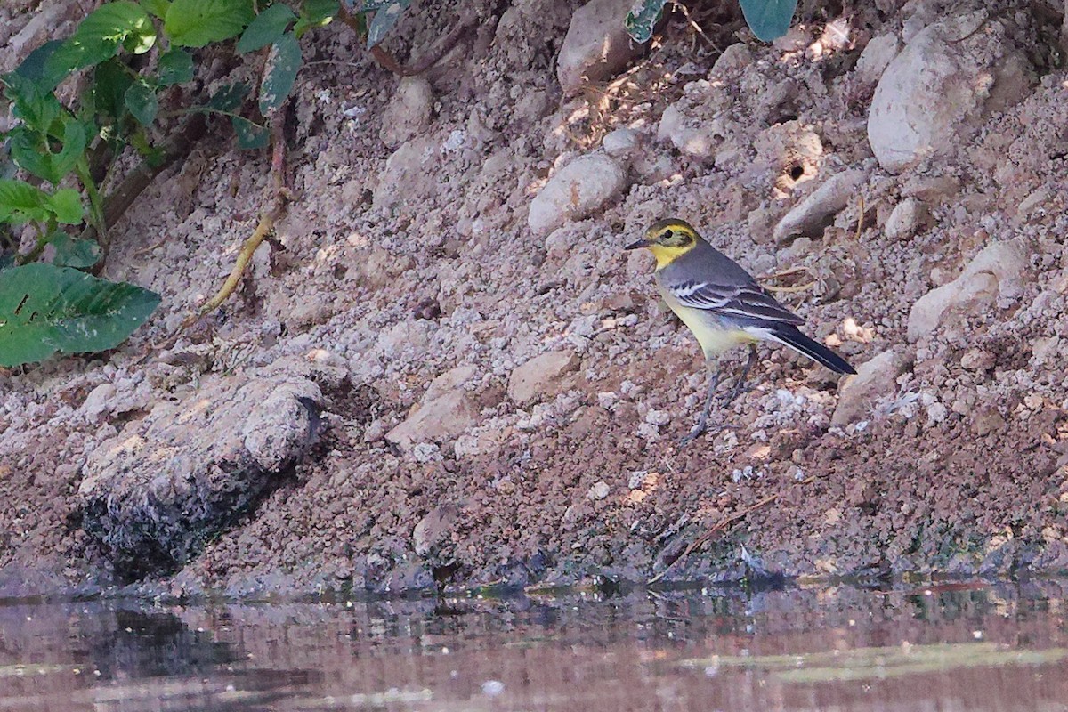 Citrine Wagtail - ML645828009