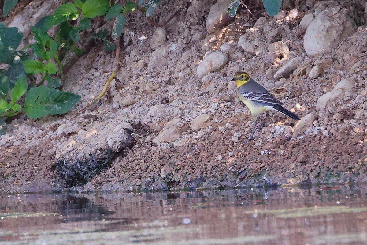 Citrine Wagtail - ML645828010