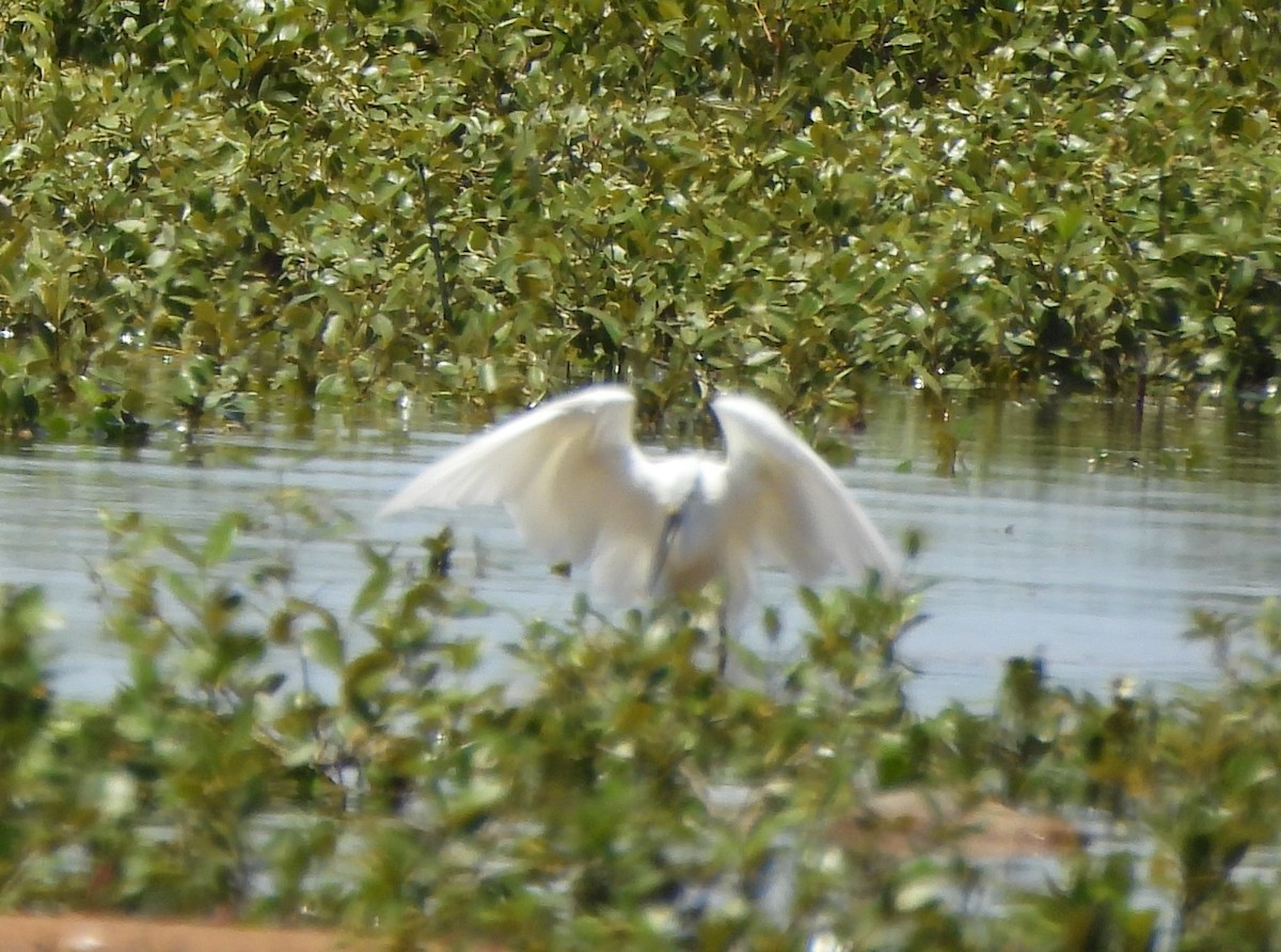 Little Egret - ML645828011