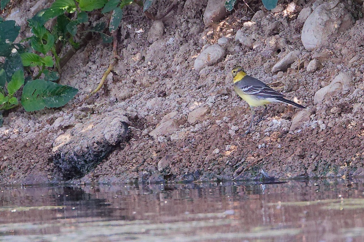 Citrine Wagtail - ML645828014