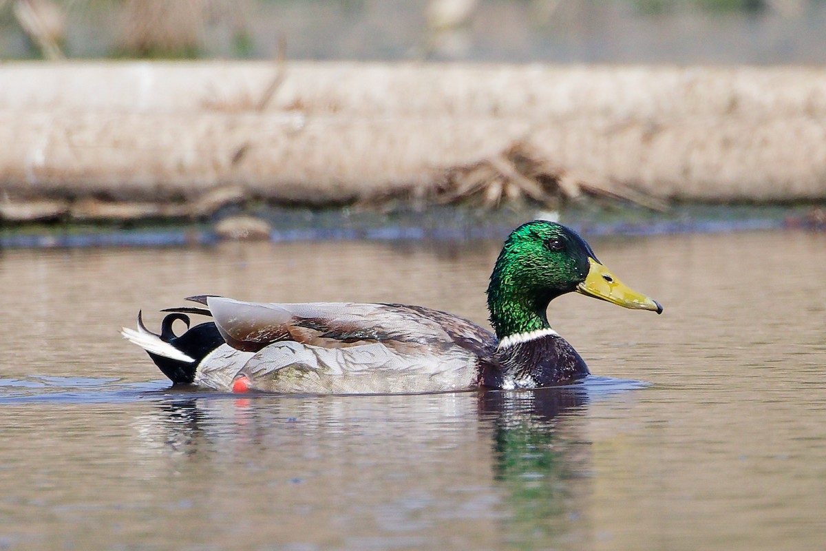 Mallard - ML645828015