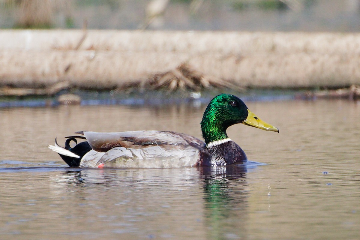 Mallard - ML645828016