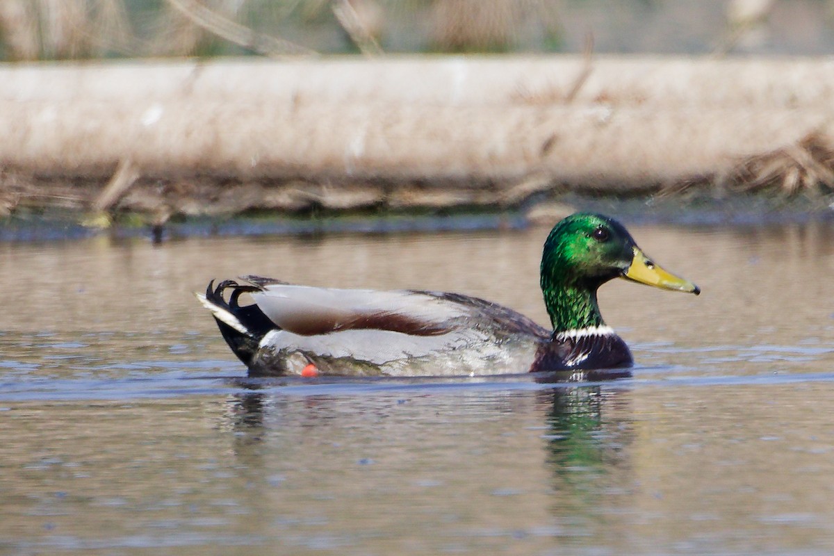 Mallard - ML645828017