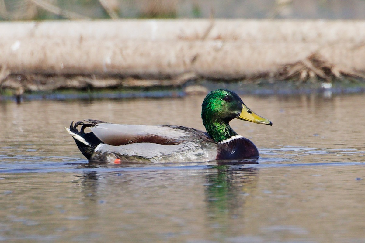 Mallard - ML645828018
