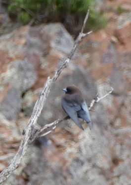 Little Woodswallow - ML645828019