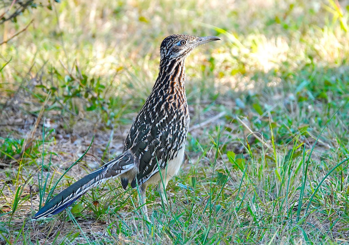 Greater Roadrunner - ML645828020