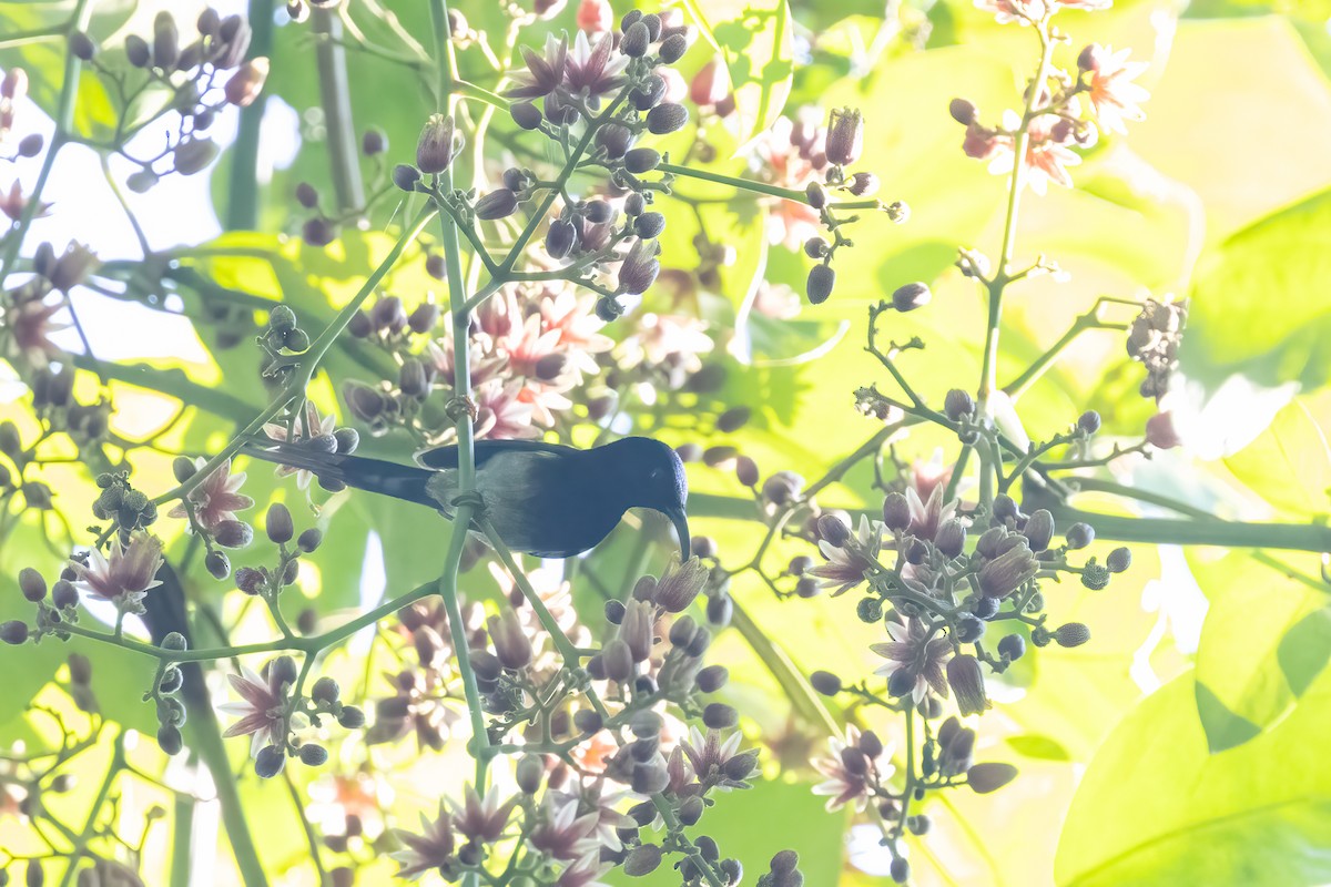 Black-throated Sunbird - ML645828021