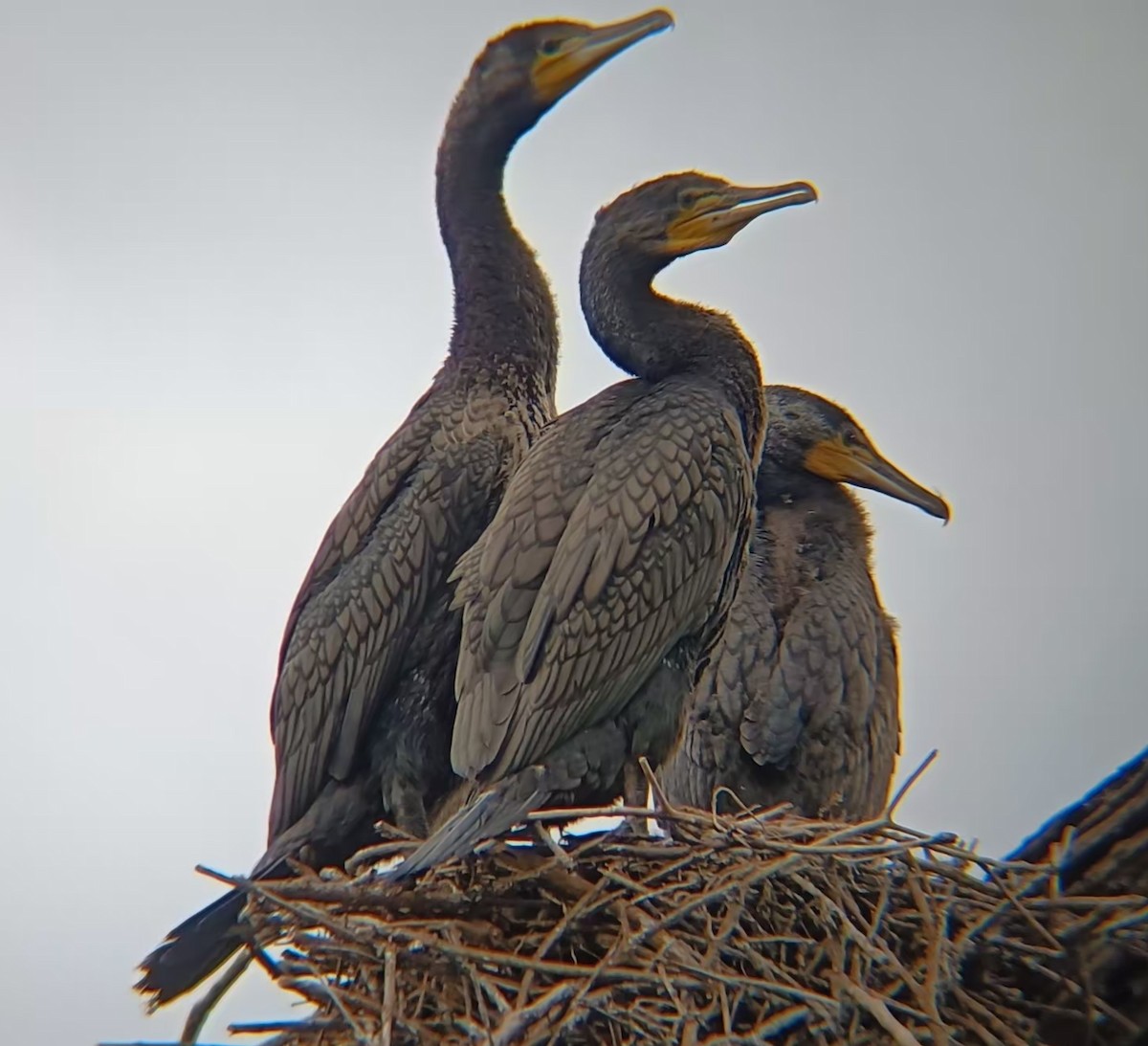 Great Cormorant - ML645828022