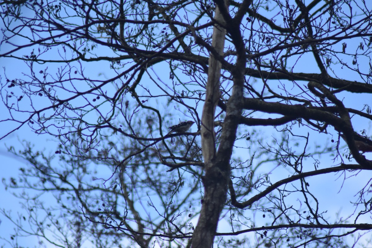 Lesser Spotted Woodpecker - ML645828023