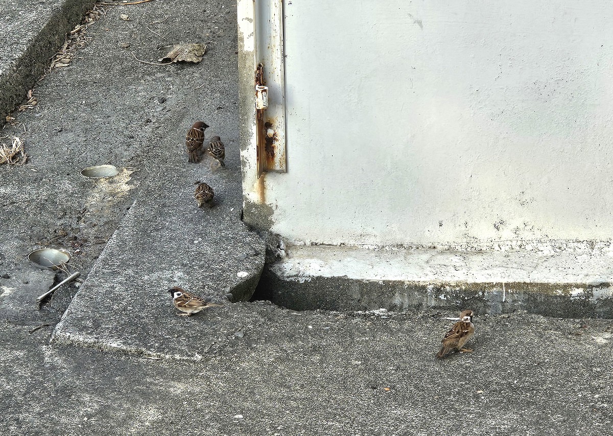 Eurasian Tree Sparrow - ML645828024