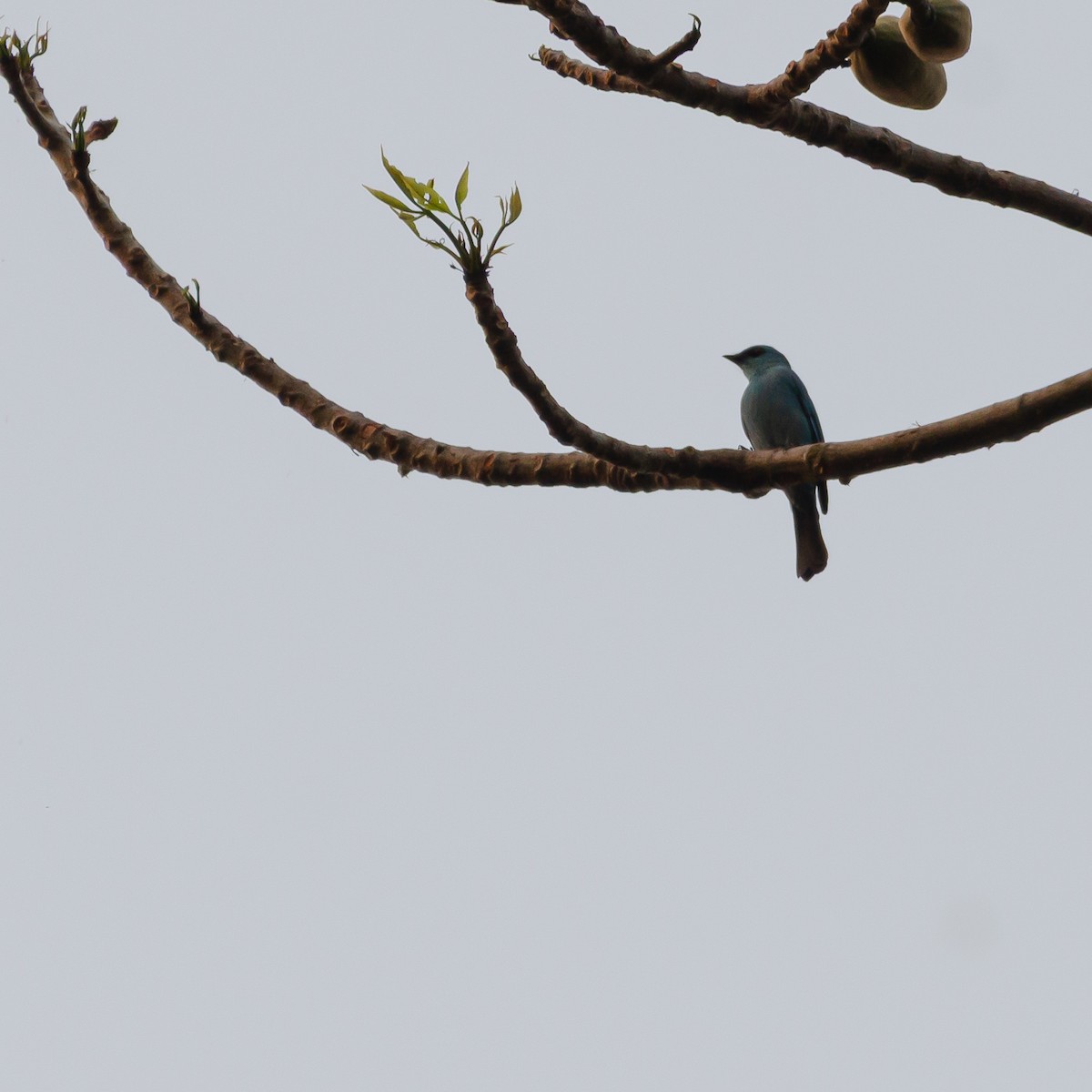 Verditer Flycatcher - ML645828025