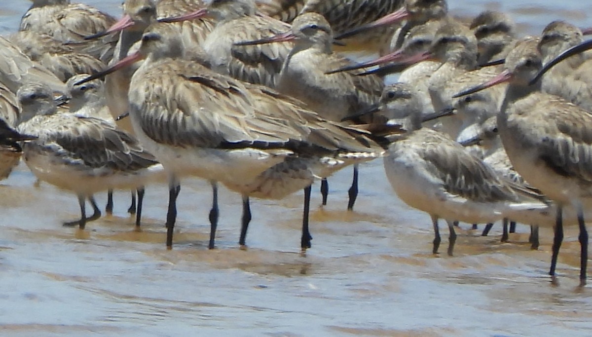Bar-tailed Godwit - ML645828026
