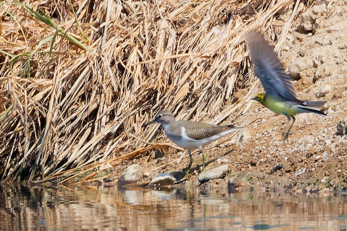 Common Sandpiper - ML645828029