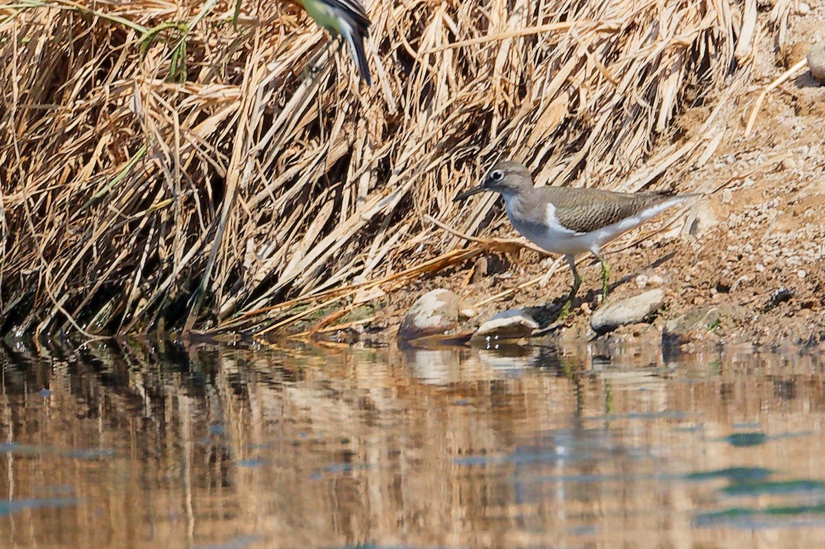 Common Sandpiper - ML645828030