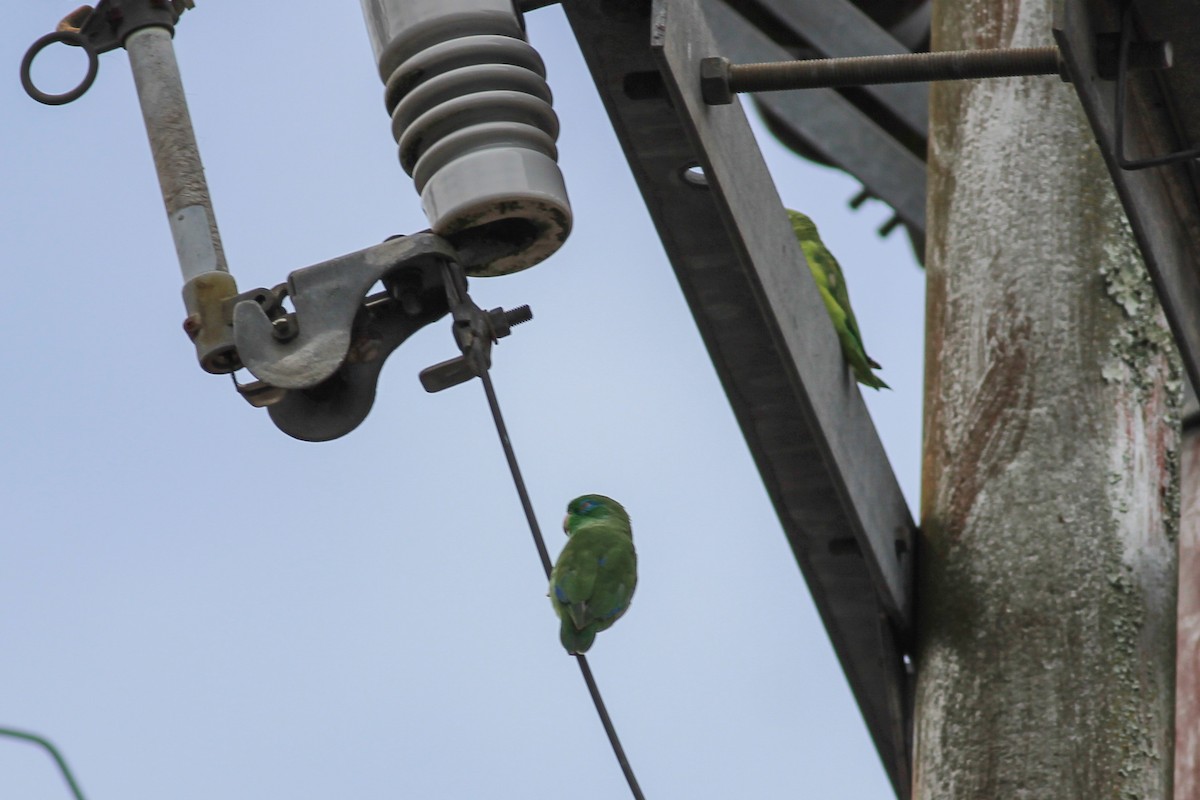 Spectacled Parrotlet - ML645828031