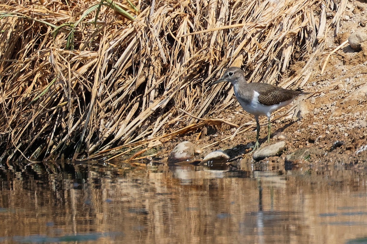 Common Sandpiper - ML645828032