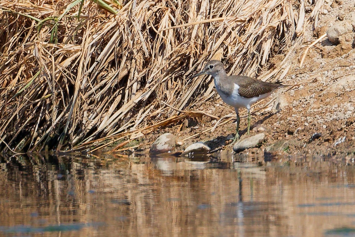 Common Sandpiper - ML645828033