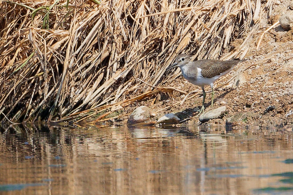 Common Sandpiper - ML645828034