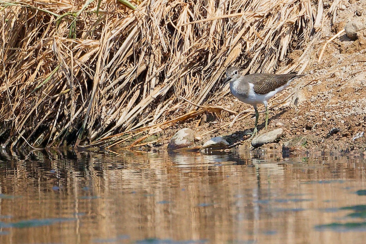 Common Sandpiper - ML645828035