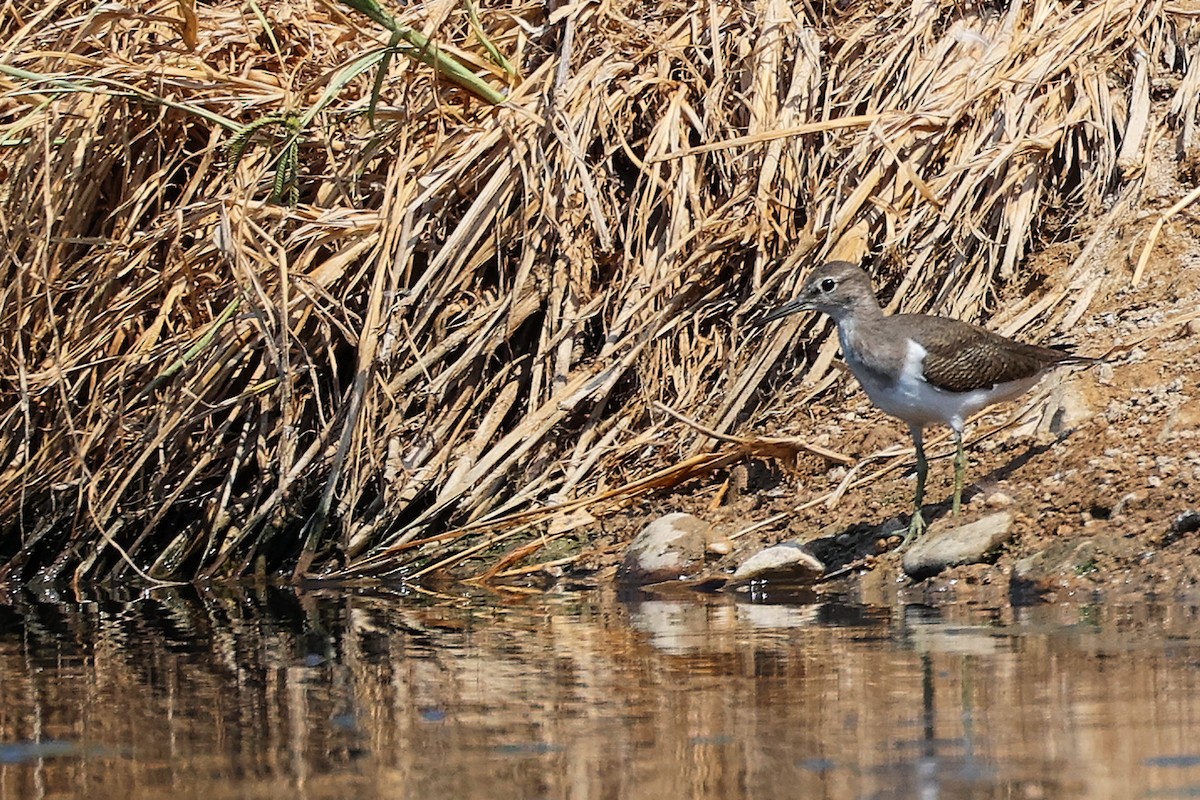 Common Sandpiper - ML645828036