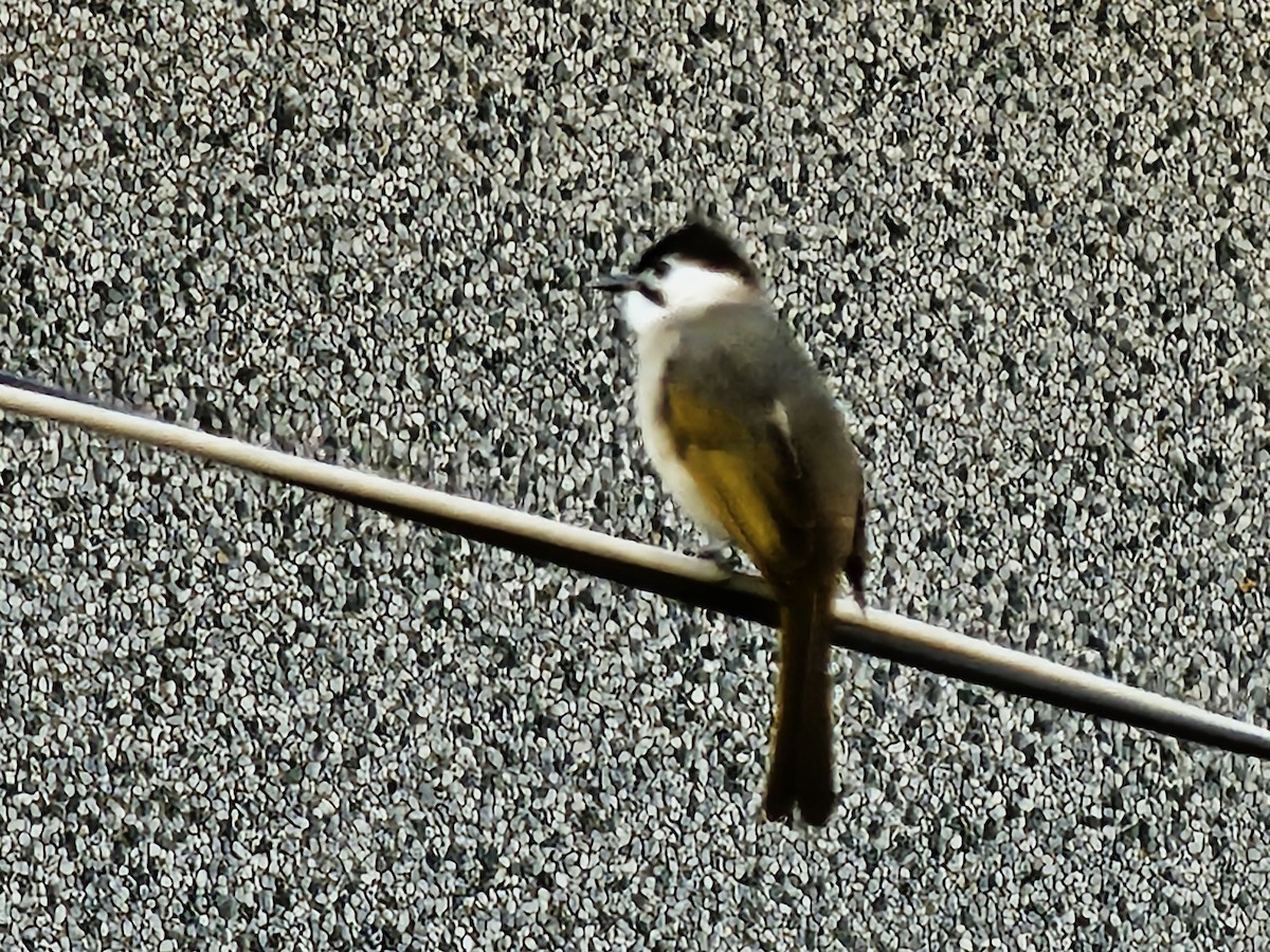 Styan's Bulbul - ML645828037