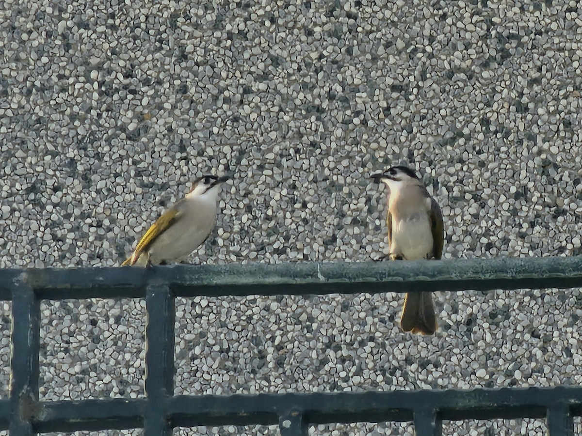 Styan's Bulbul - ML645828038