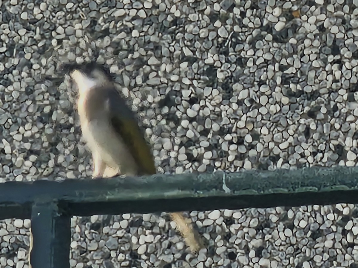 Styan's Bulbul - ML645828039