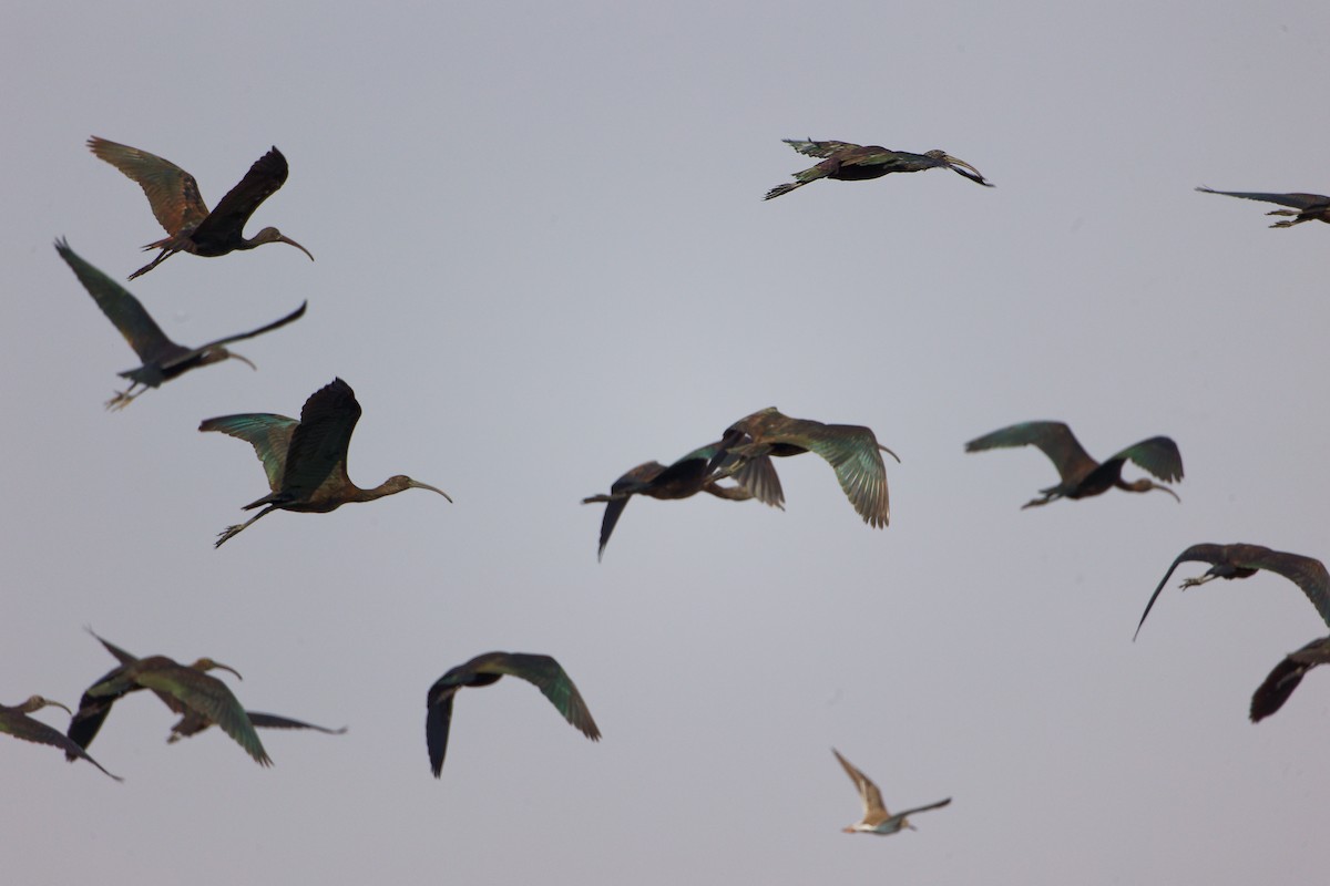 Glossy Ibis - ML645828040