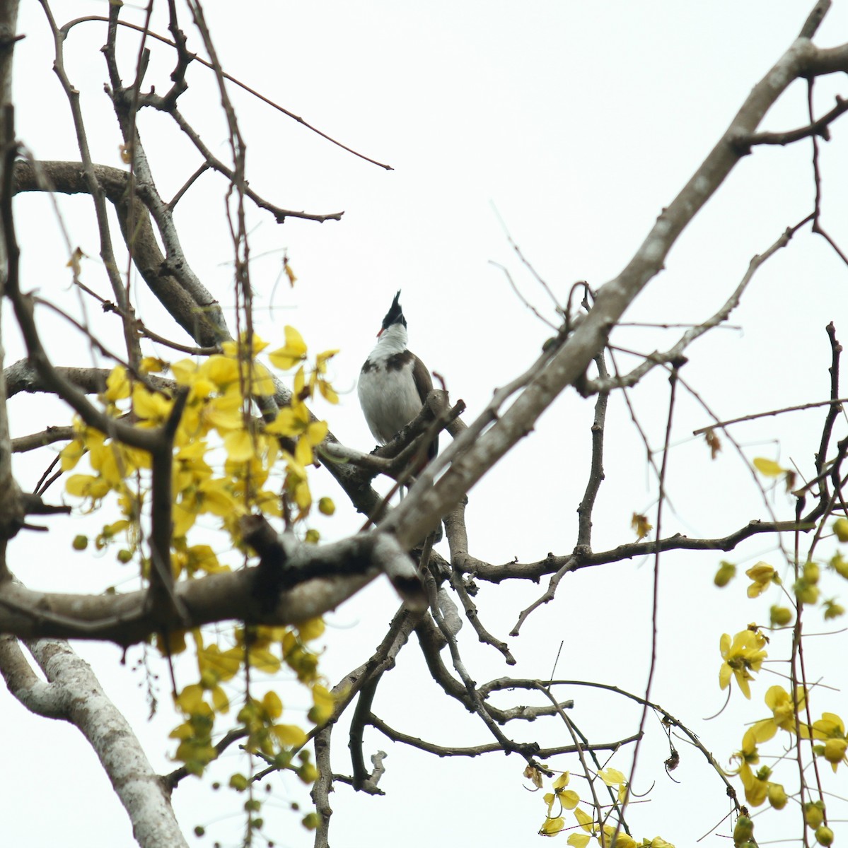Red-whiskered Bulbul - ML645828041